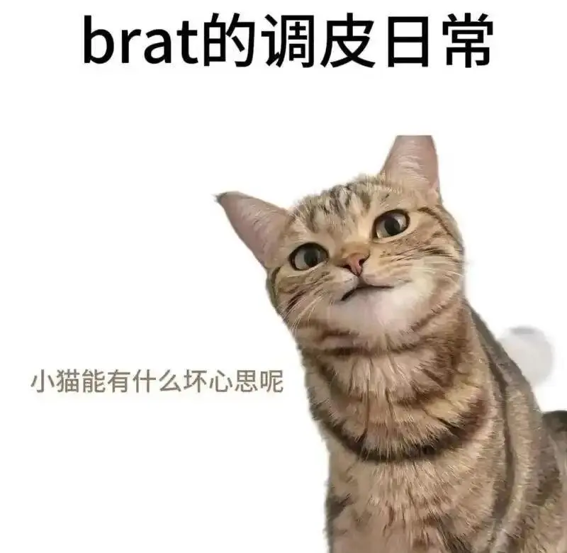 西檬之家-K8是什么？字母圈猫系角色解析
